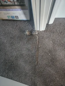 hydrostar carpet cleaning knoxville tn 2025 12 03T22 20 03.452207Z 46558.93413092529